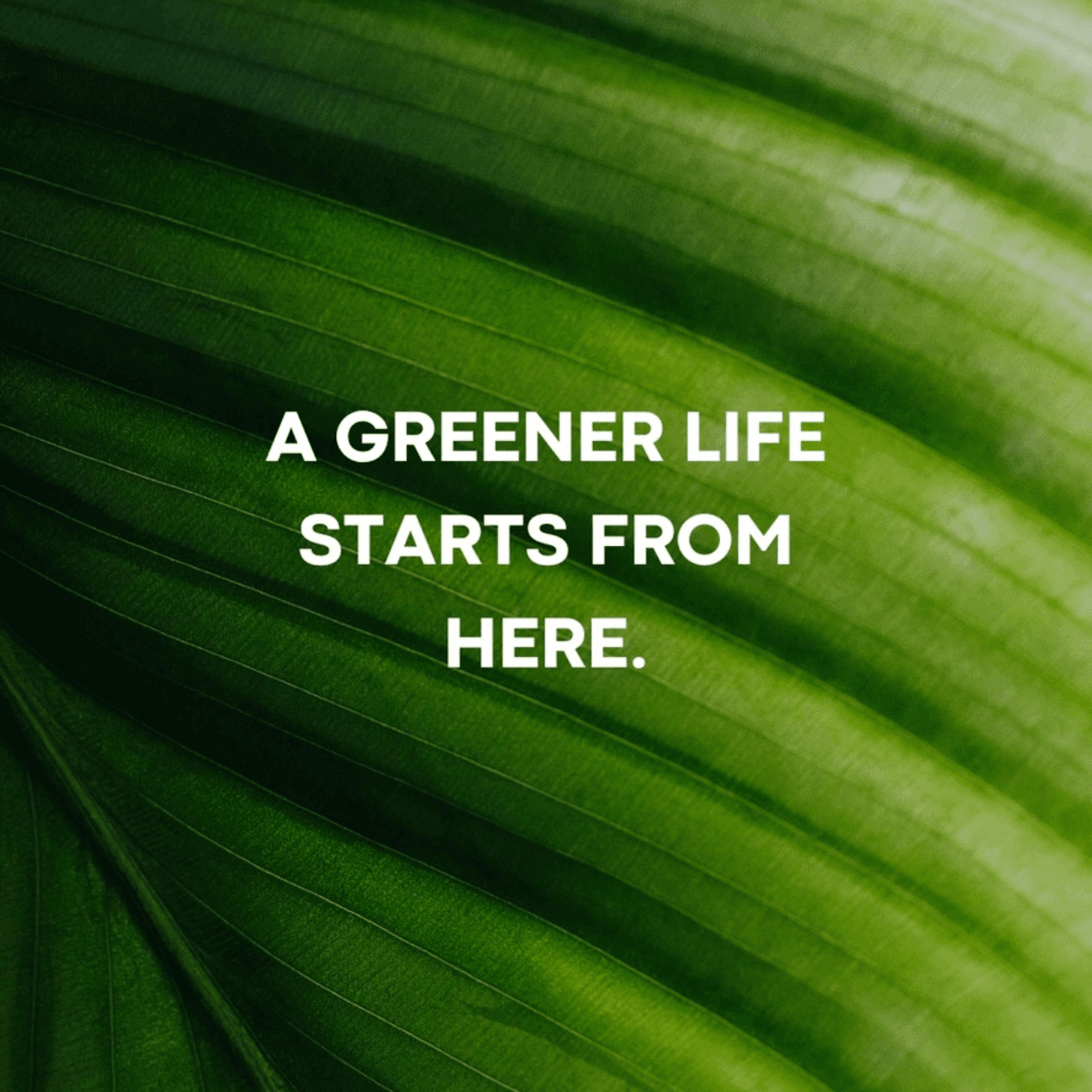 Foliage & Vine project image 4